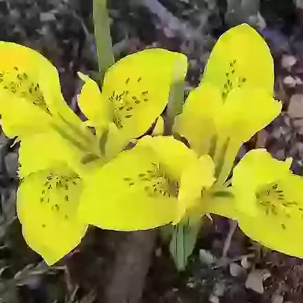 Danfordiae